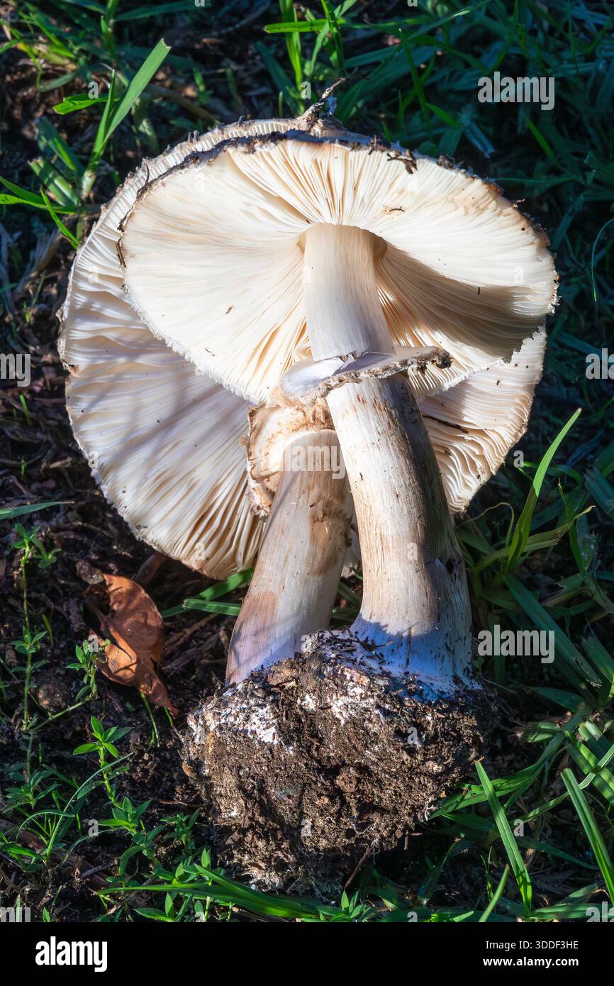 White parasol (Macrolepiota zeyheri), Fungi, uThukela District