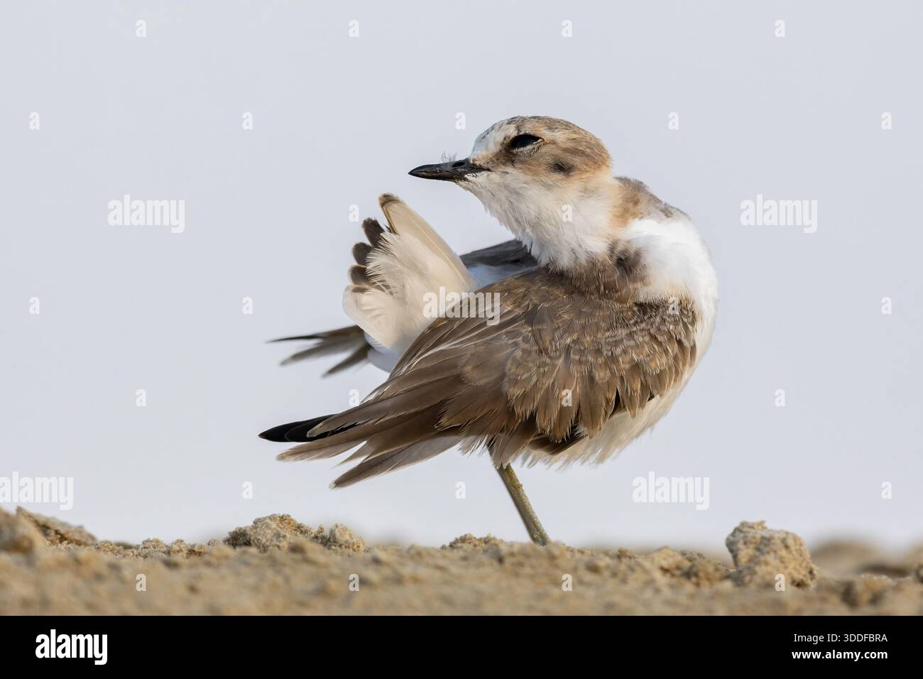 Kentish Plover Charadrius Alexandrinus Preening Its Feathers On A kentish-plover-charadrius-alexandrinus-preening-its-feathers-on-a