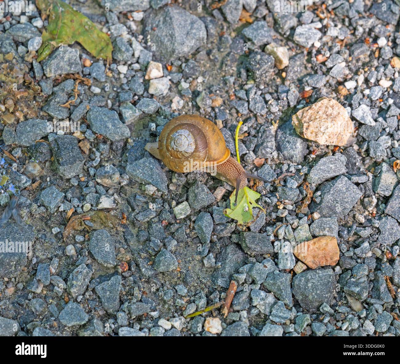 Snail Ridge Grand Globe Snail Eating a Leaf Near the Blue Ridge Parkway Stock Photo ...