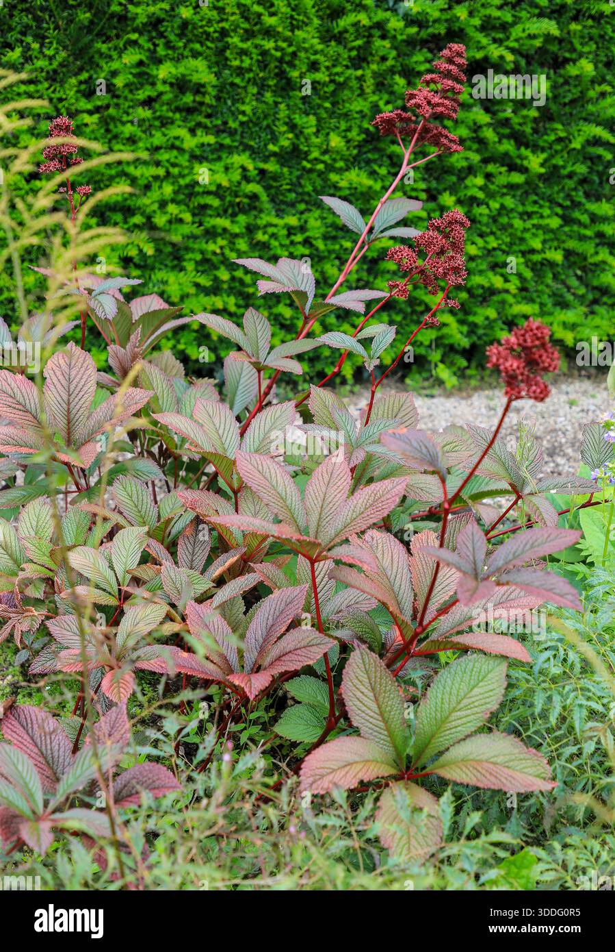 Rodgersia pinnata 'Superba', Cornwall, England, UK Stock Photo