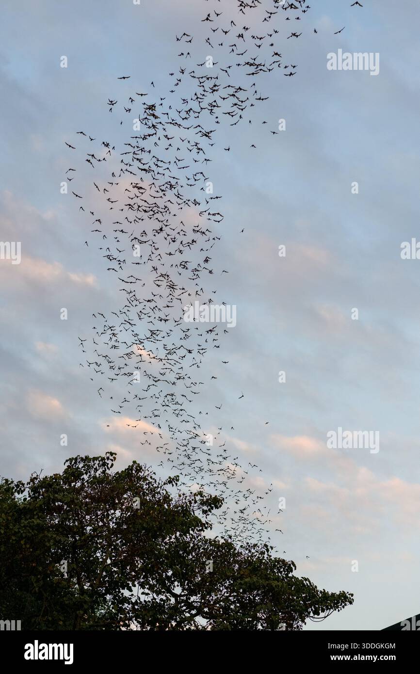 Bat column hi-res stock photography and images - Alamy