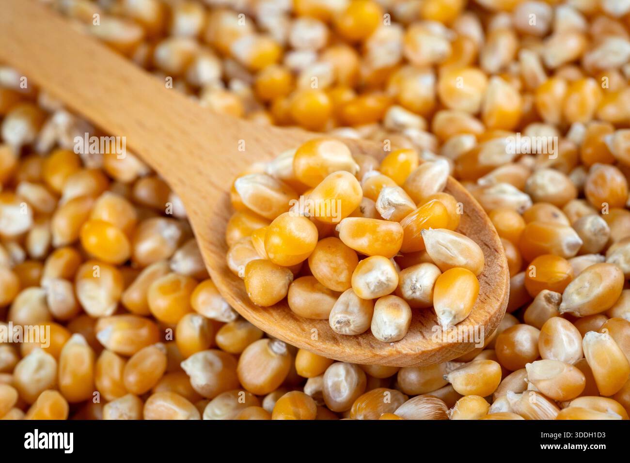 Close-up of dried corn kernels. Stock Photo