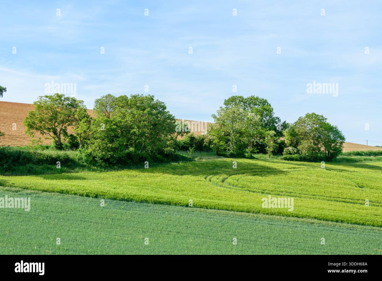 Group leafy trees stands hi-res stock photography and images - Alamy
