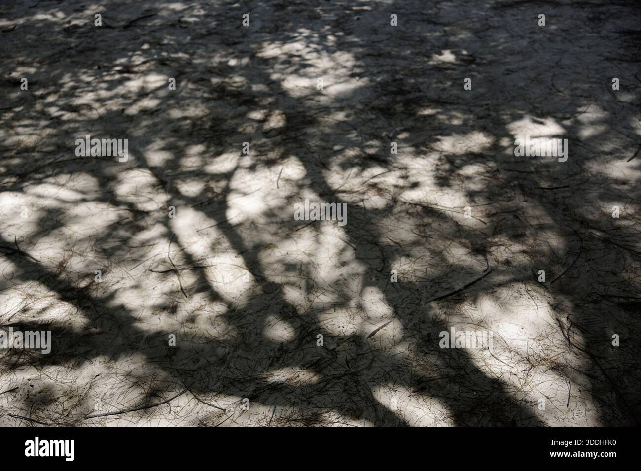 Sunlight shining through Casuarina equisetifolia branches to the sandy beach Stock Photo