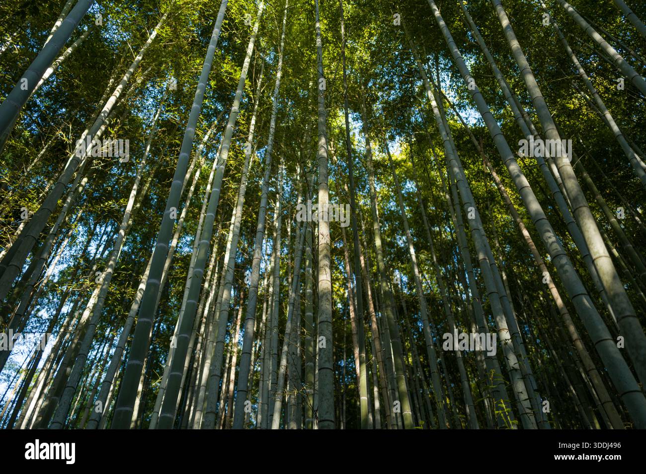 Tall bamboo trunks rise closely together in Arashiyama Bamboo Forest, Kyoto, with golden sunlight filtering through the dense green canopy and casting soft shadows below. Stock Photo