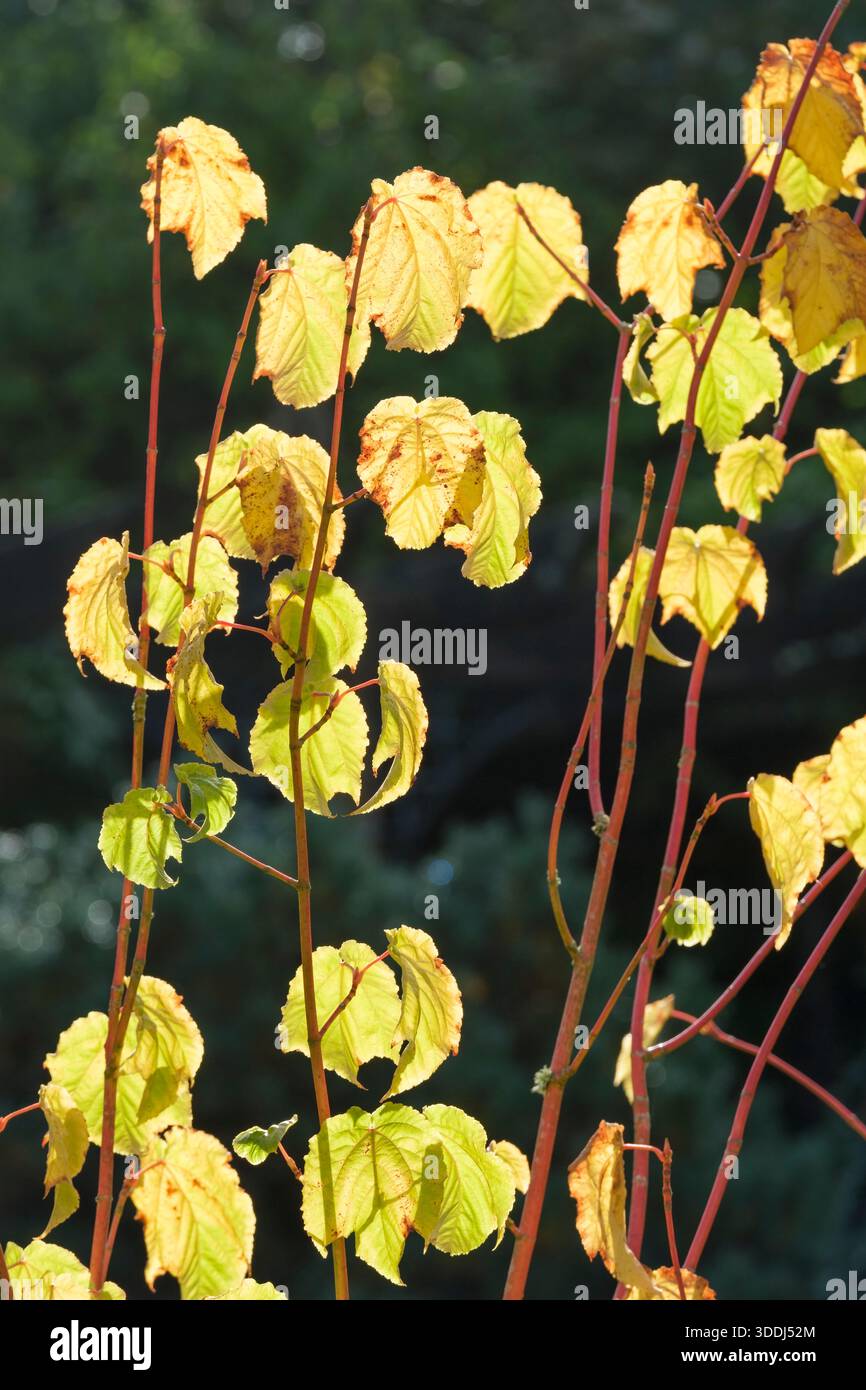 Acer �� conspicuum Phoenix, snake bark maple Phoenix, red shoots, Large green leaves turn golden-yellow in autumn Stock Photo