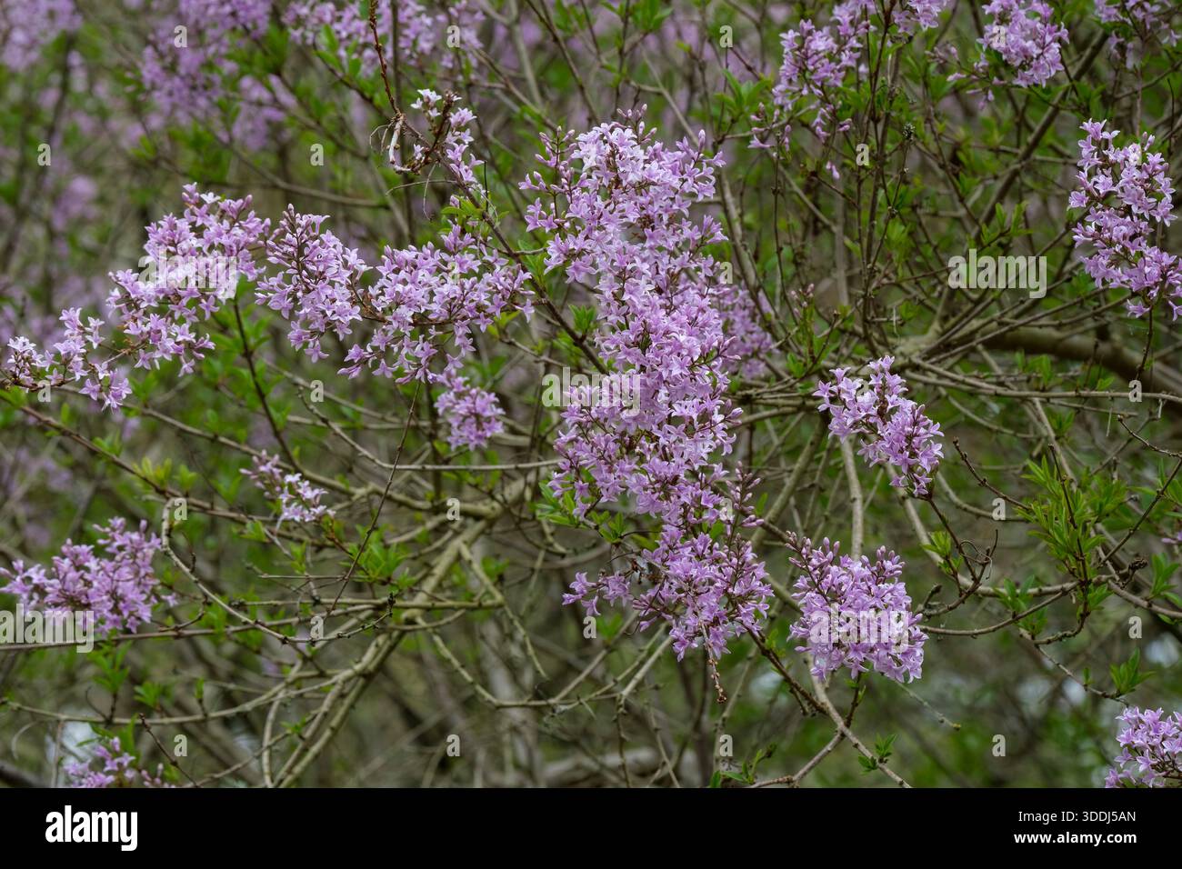 Syringa Laciniata, Feathered Persian Lilac, finely textured foliage, sprays of lilac flowers in late spring Stock Photo
