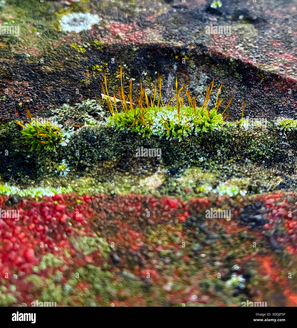 Micro world of moss and lichen - Smartphone Captured Stock Image