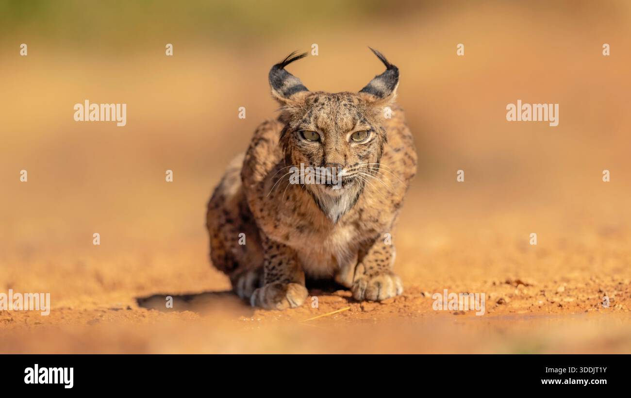 A rare Iberian Lynx stares directly at the camera while sitting on a dry, earthy path. Its distinctive ear tufts and facial markings are clearly visib Stock Photo