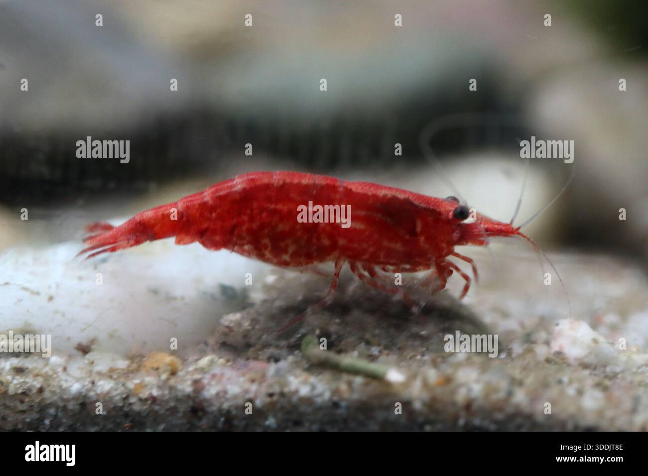 Atyidae is a family of shrimp, present in all tropical and most ...