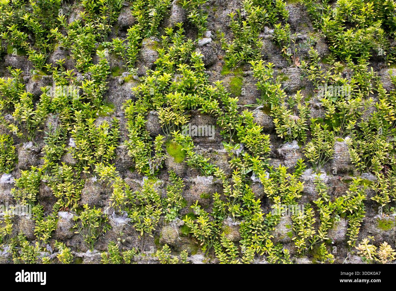 Green plant wall texture with small leaves growing on stone surface Stock Photo
