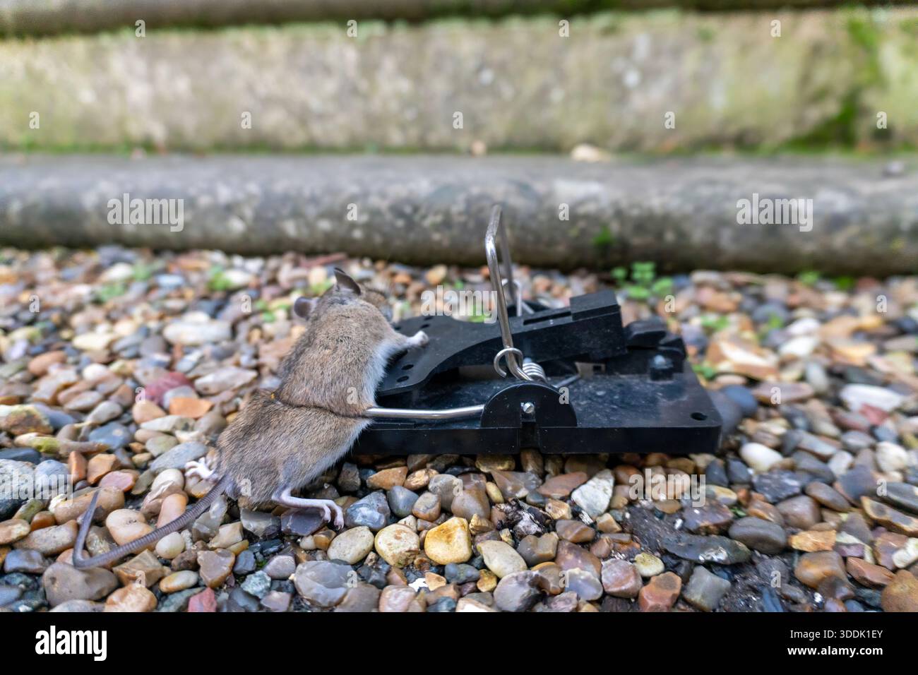 A mouse caught in a sping loaded bartrap mouse trap - Stock Image