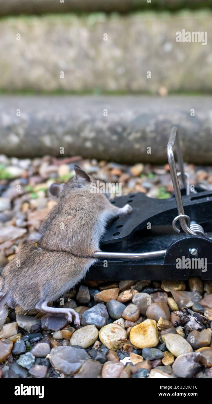 A 9:16 Portrait image of a mouse caught in a sping loaded bartrap mouse trap - Stock Image