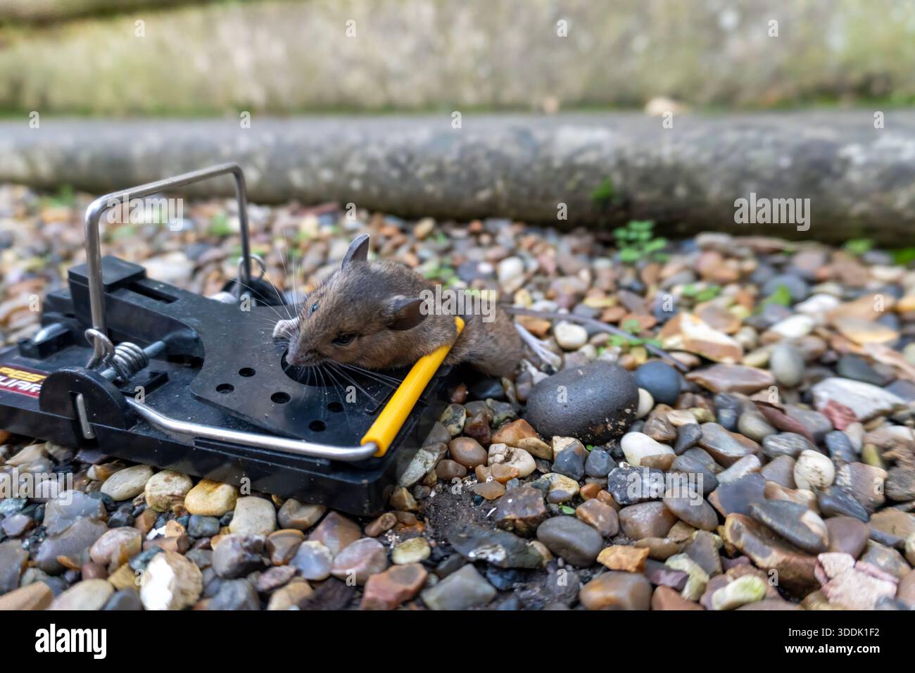 A mouse caught in a sping loaded bartrap mouse trap - Stock Image