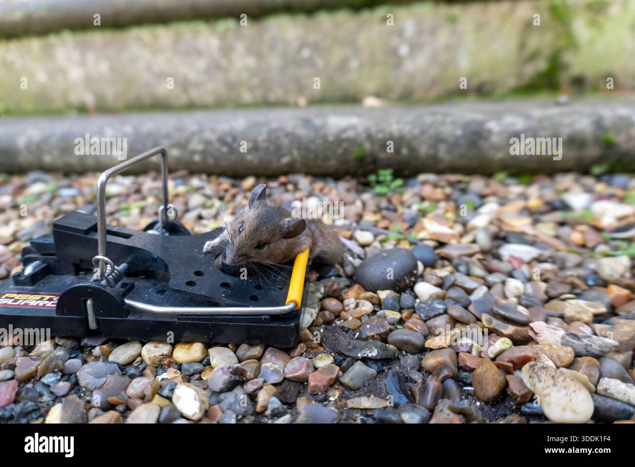 A mouse caught in a sping loaded bartrap mouse trap - Stock Image