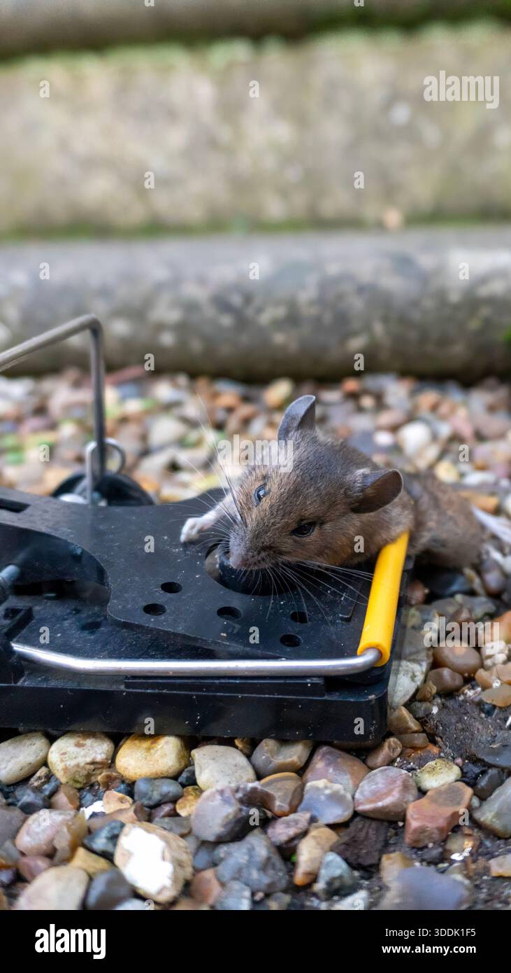 A 9:16 Portrait image of a mouse caught in a sping loaded bartrap mouse trap - Stock Image