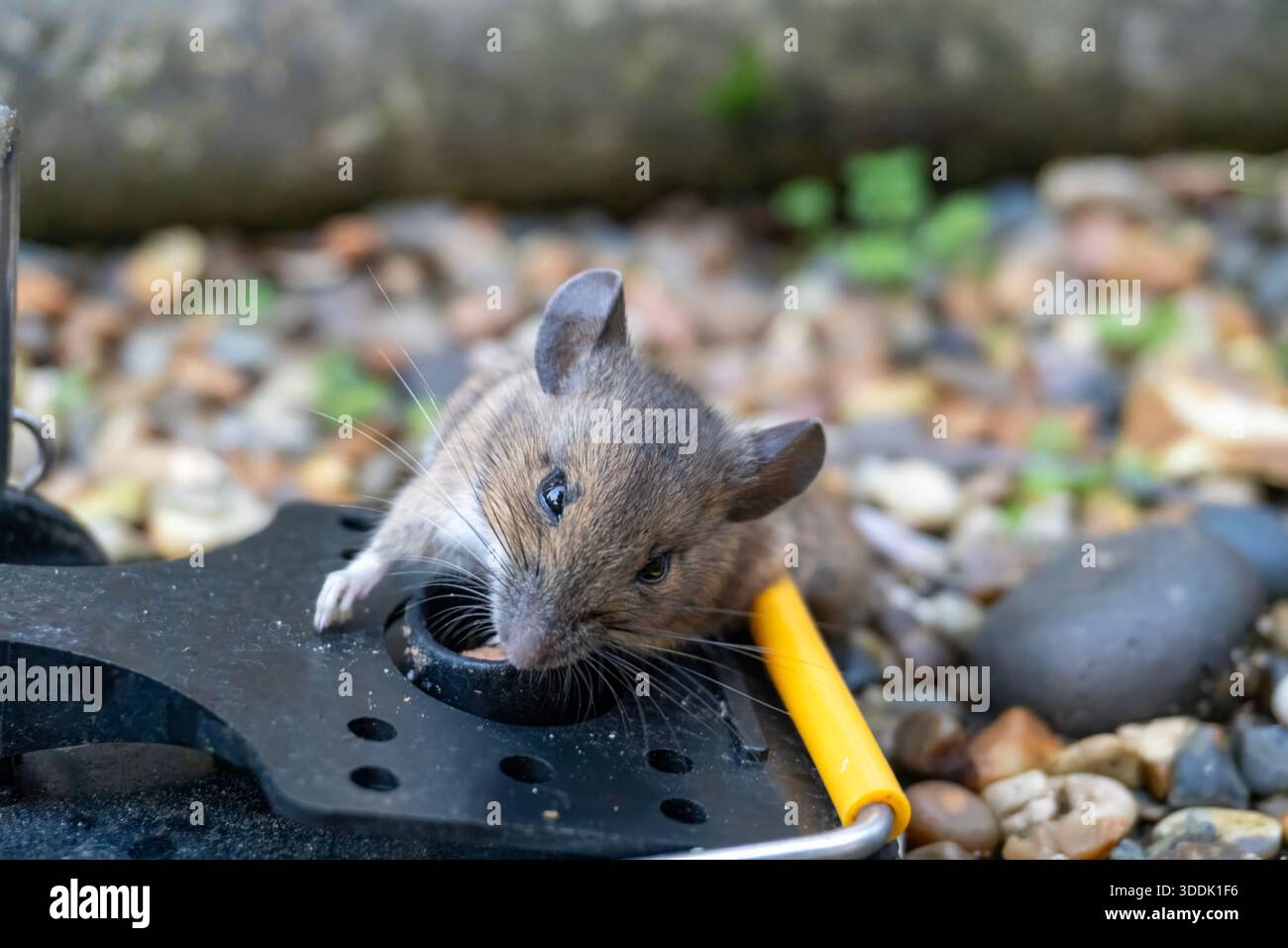 A mouse caught in a sping loaded bartrap mouse trap - Stock Image