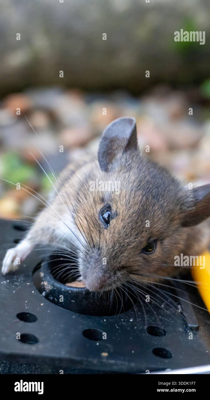 A 9:16 Portrait image of a mouse caught in a sping loaded bartrap mouse trap - Stock Image