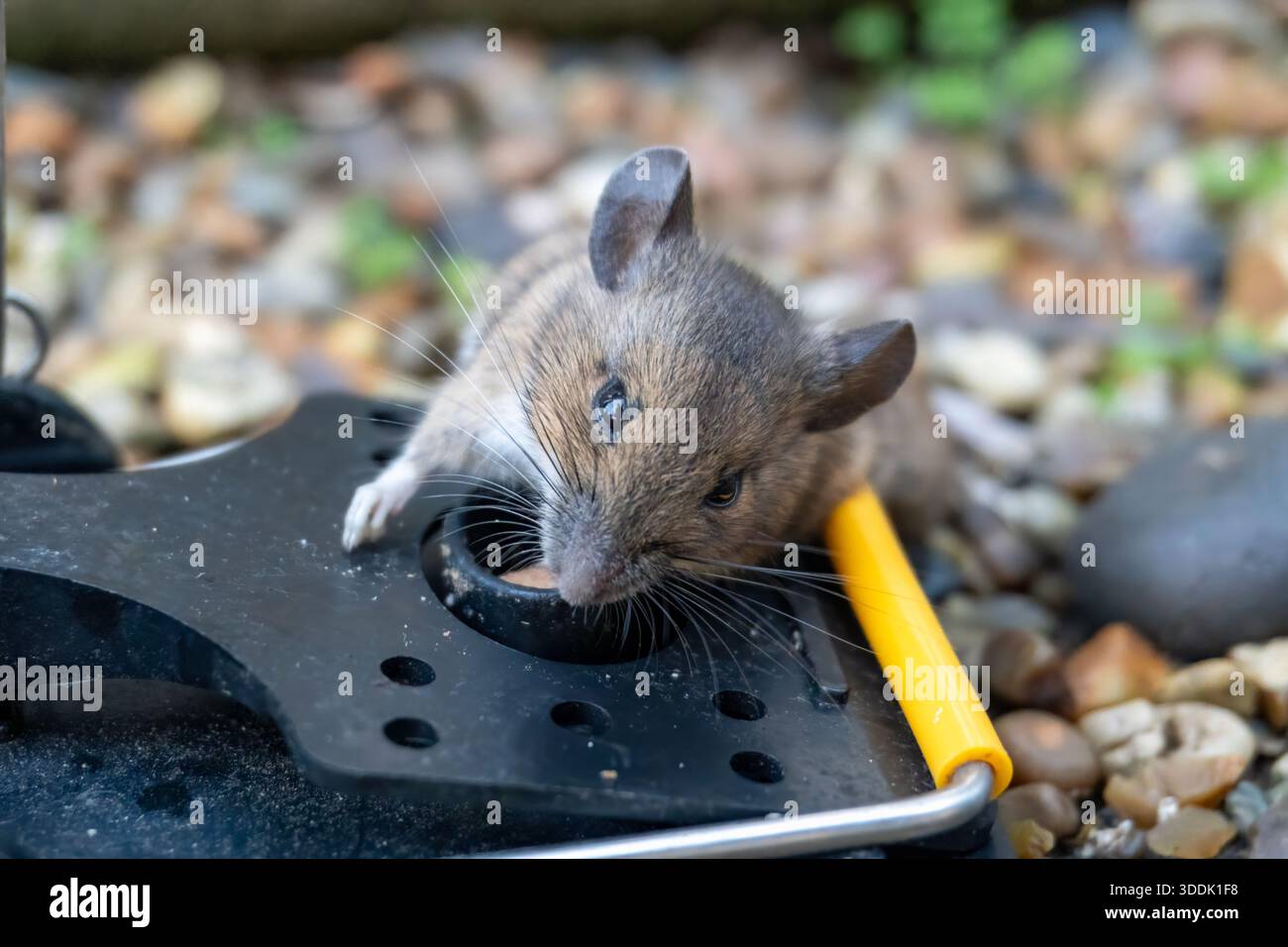 A mouse caught in a sping loaded bartrap mouse trap - Stock Image