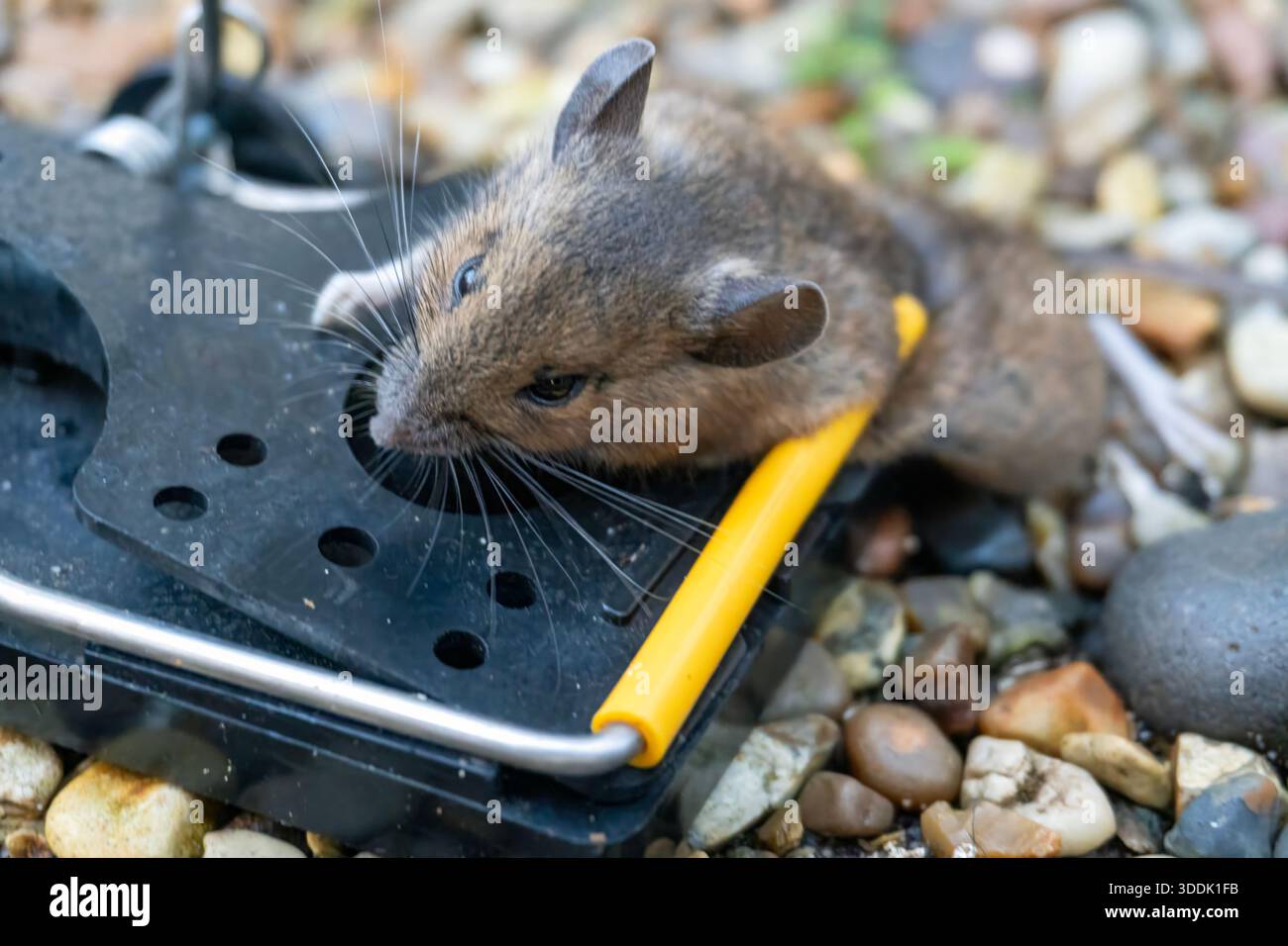 A mouse caught in a sping loaded bartrap mouse trap - Stock Image