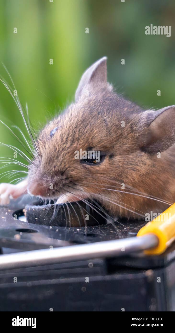 A 9:16 Portrait image of a mouse caught in a sping loaded bartrap mouse trap - Stock Image