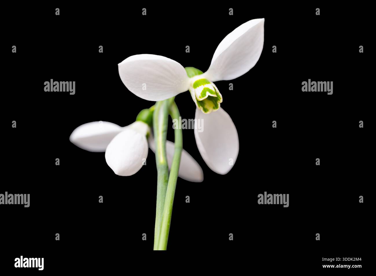 The first spring flowers isolated on a black background Stock Photo