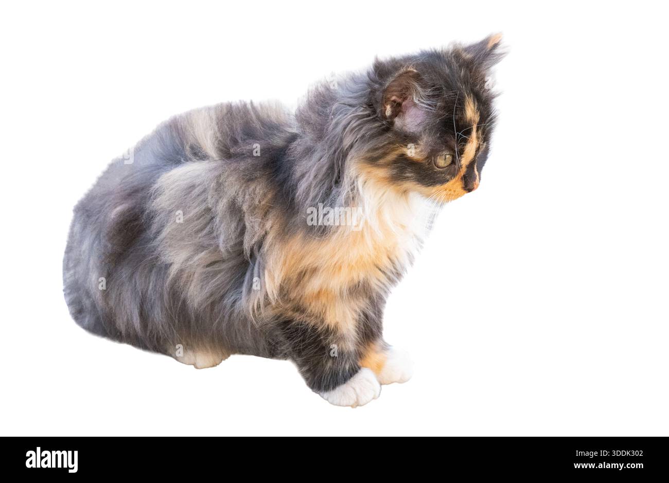 kitten isolated on white background Stock Photo
