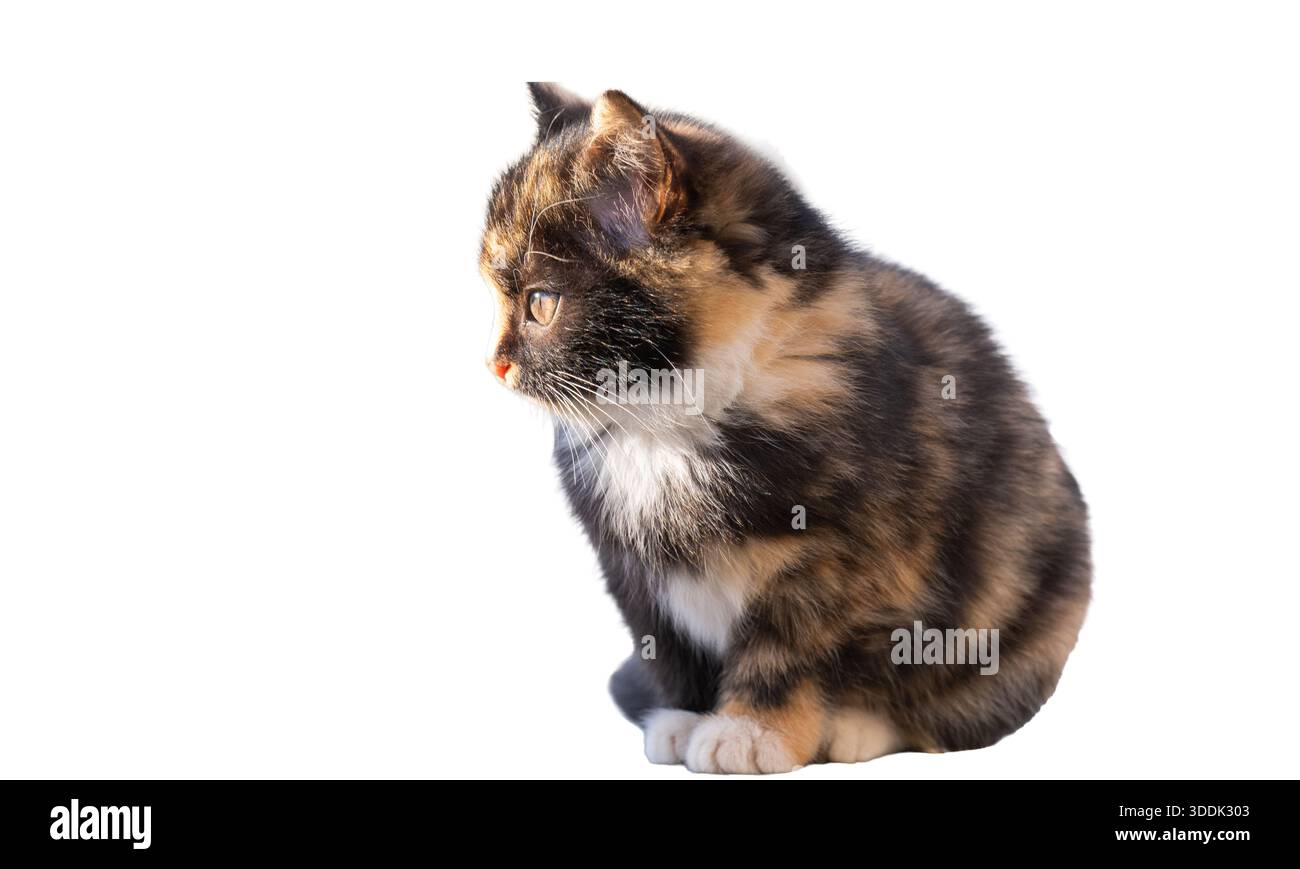 kitten isolated on white background Stock Photo