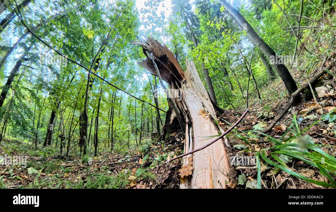 Broken tree during a storm in the forest Stock Photo