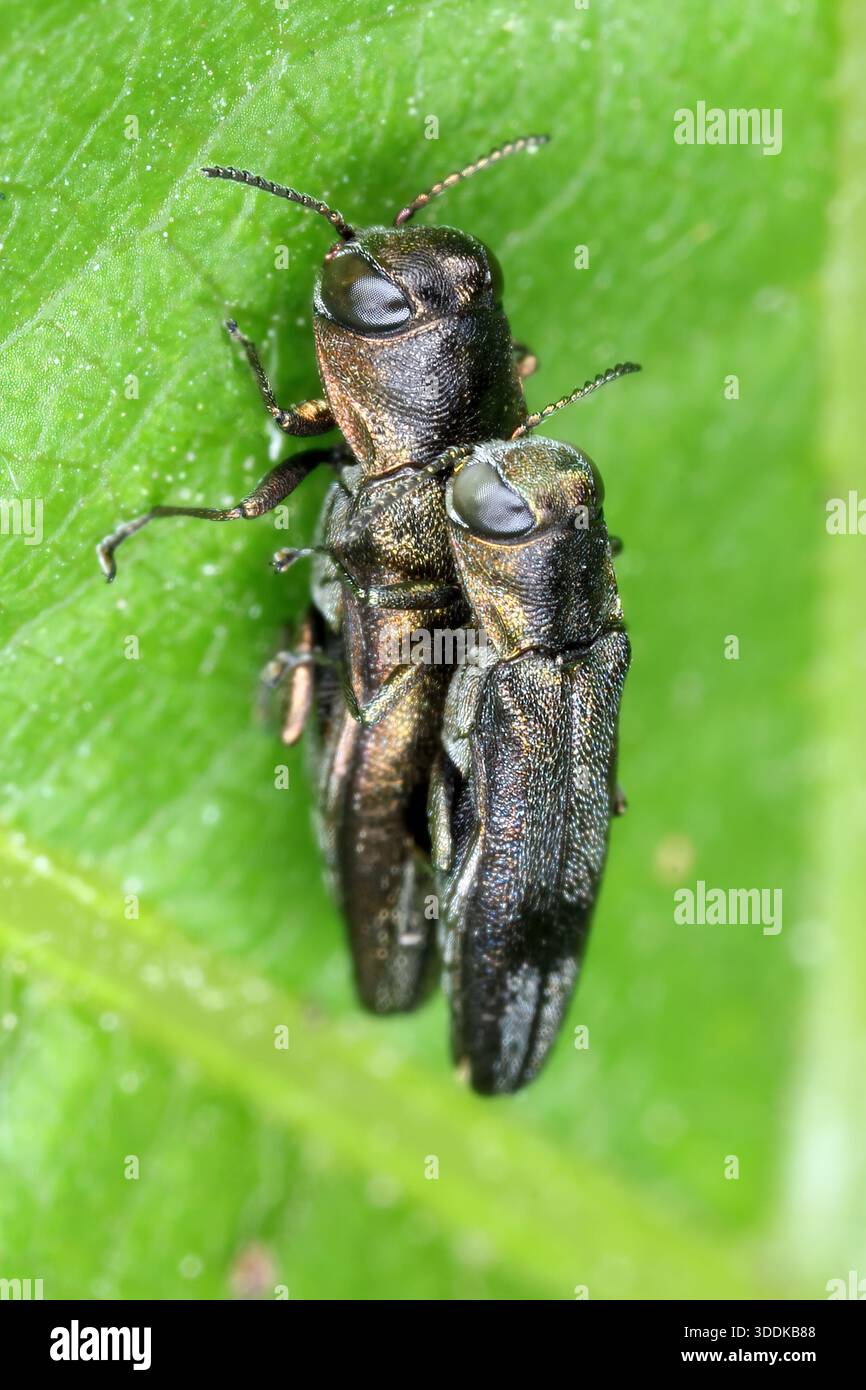 Wine jewel beetle, Agrilus derasofasciatus. The larvae of this species of beetle from the Buprestidae family feed on grapevine shoots. Adult beetle on Stock Photo