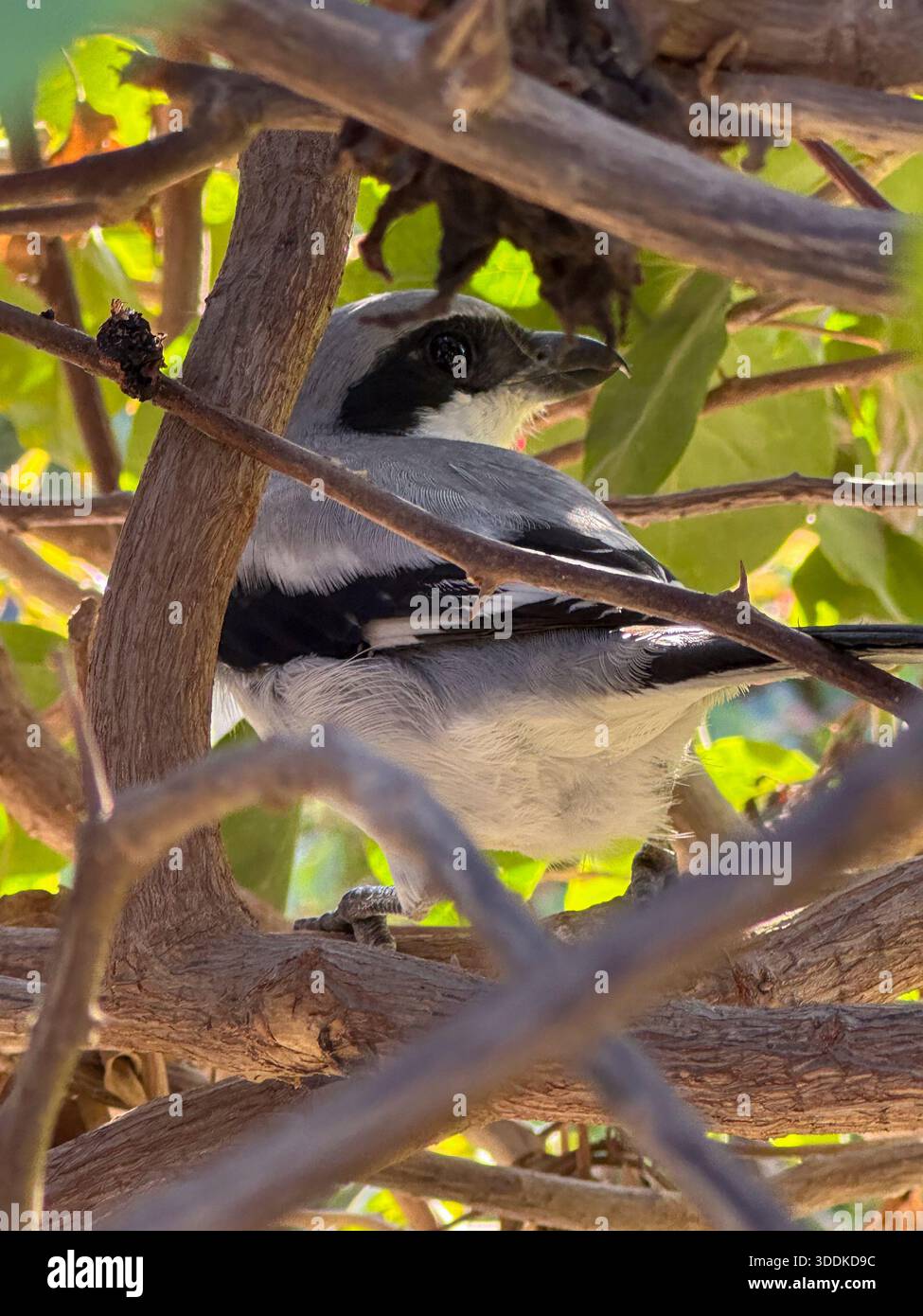 Great Gray Shrike (Lanius excubitor) perched in thorny branches, Cairo, Egypt - Smartphone Captured Stock Image
