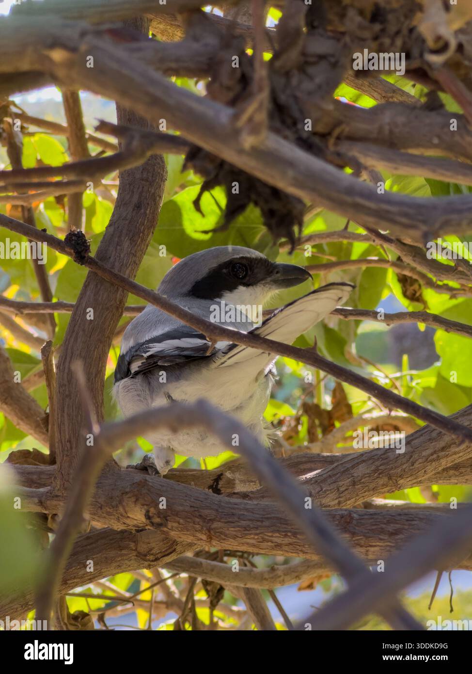 Great Gray Shrike (Lanius excubitor) perched in thorny branches, Cairo, Egypt - Smartphone Captured Stock Image