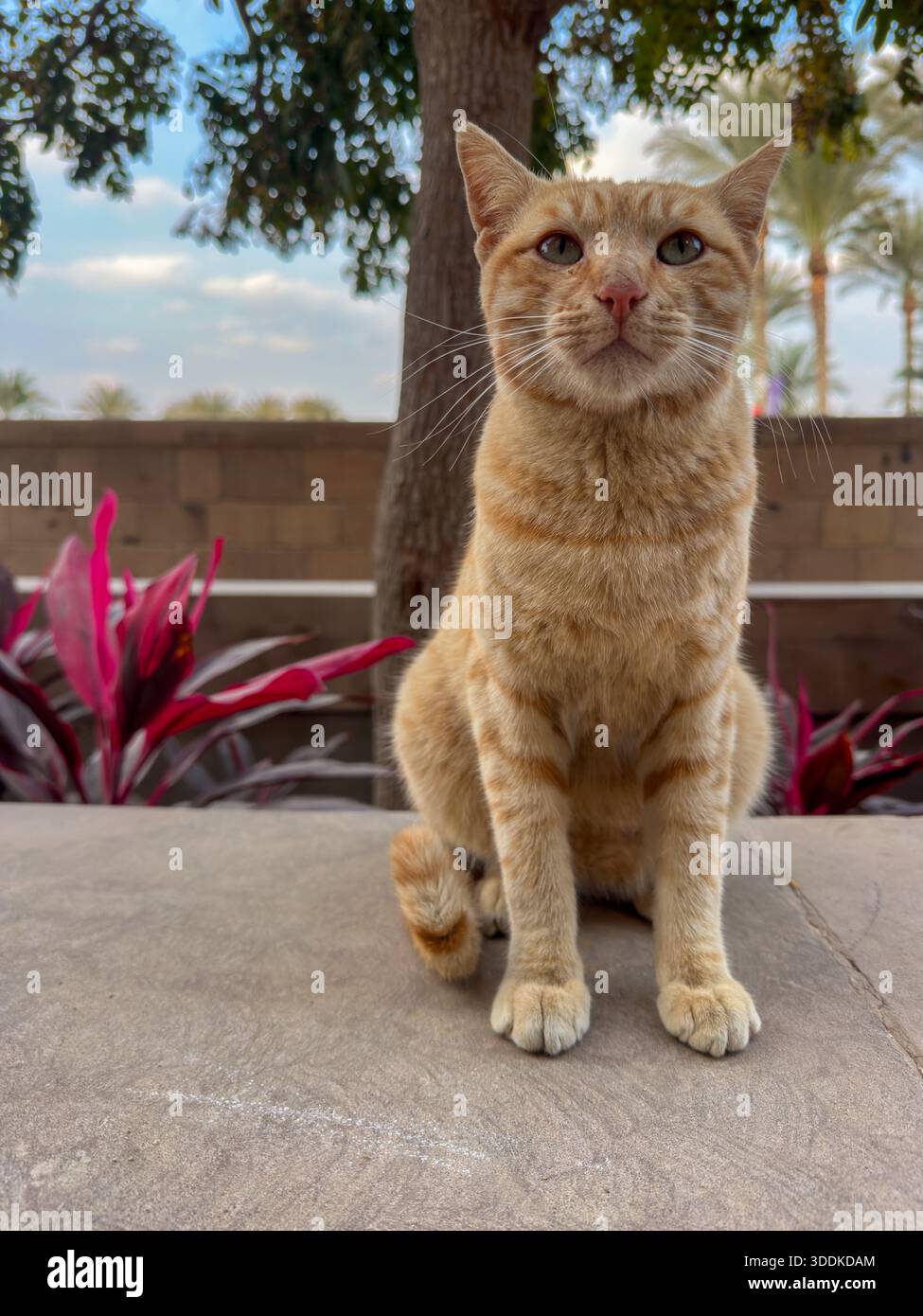 Baladi tabby cat sitting at American University in Cairo (AUC) New Cairo campus, Egypt - Smartphone Captured Stock Image