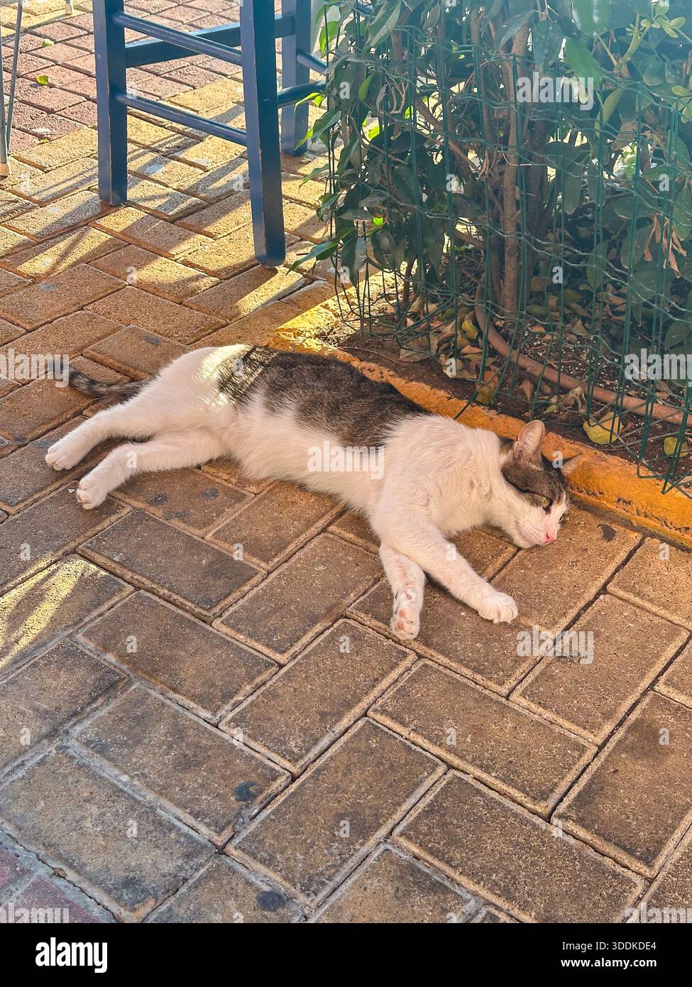 Tabby stray cat relaxing on tiled pavement beside blue chair in Athens, Greece - Smartphone Captured Stock Image
