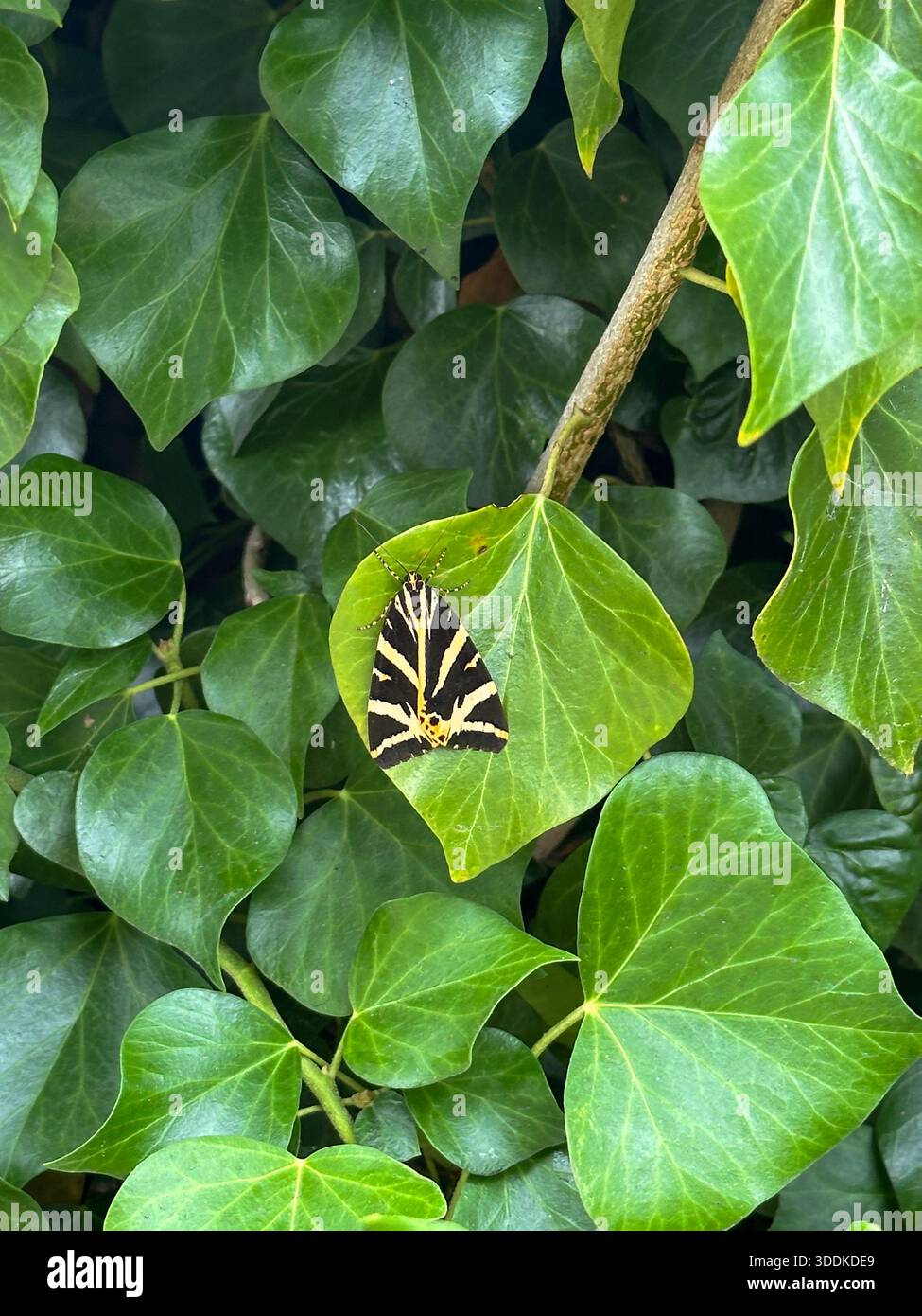 Ivy leaf (Hedera helix) damaged by Jersey tiger moth larva (Euplagia quadripunctaria), Guildford, Surrey, England, United Kingdom - Smartphone Captured Stock Image