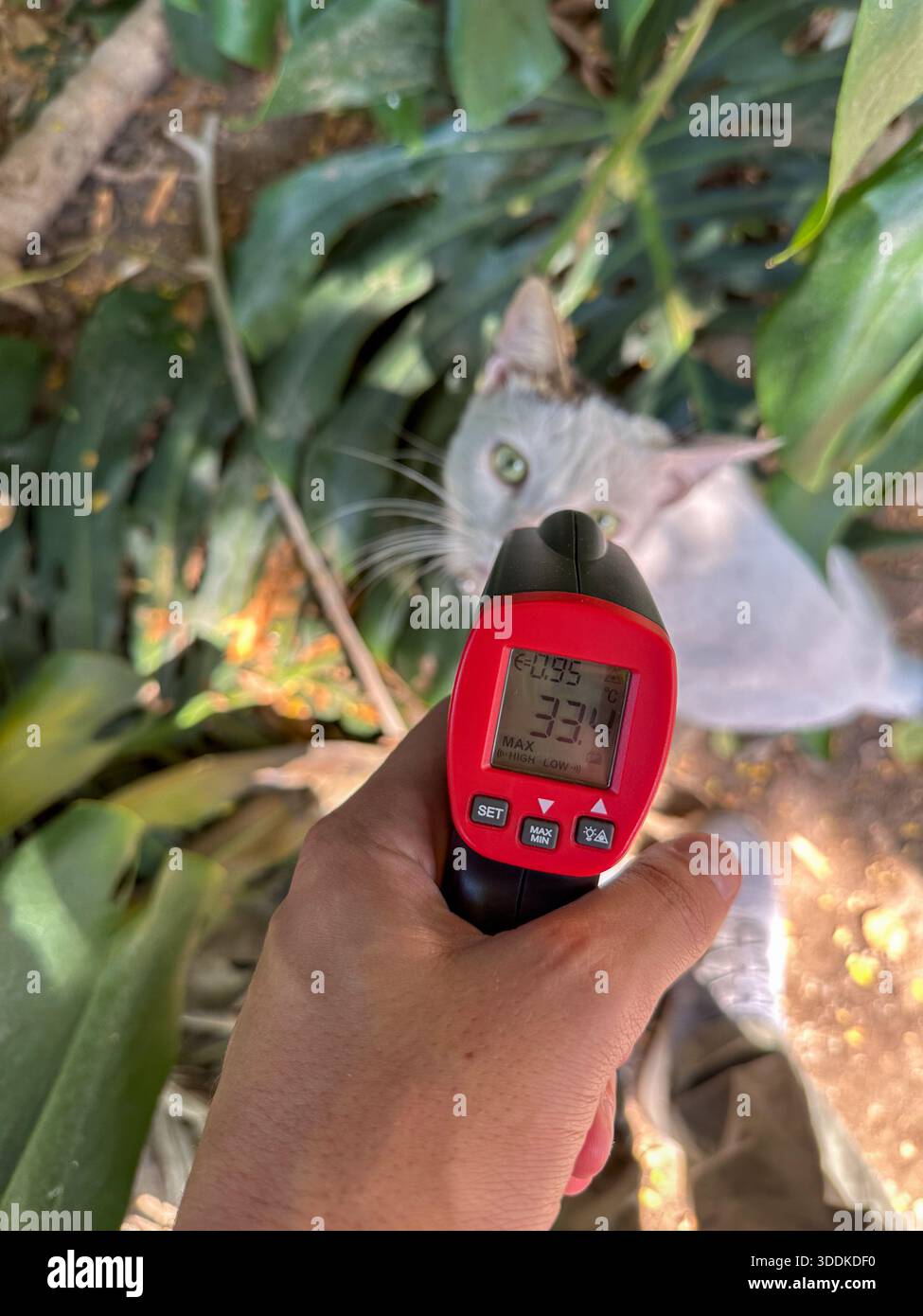 Hand using infrared thermometer scanner on street cat amid vegetation - Smartphone Captured Stock Image