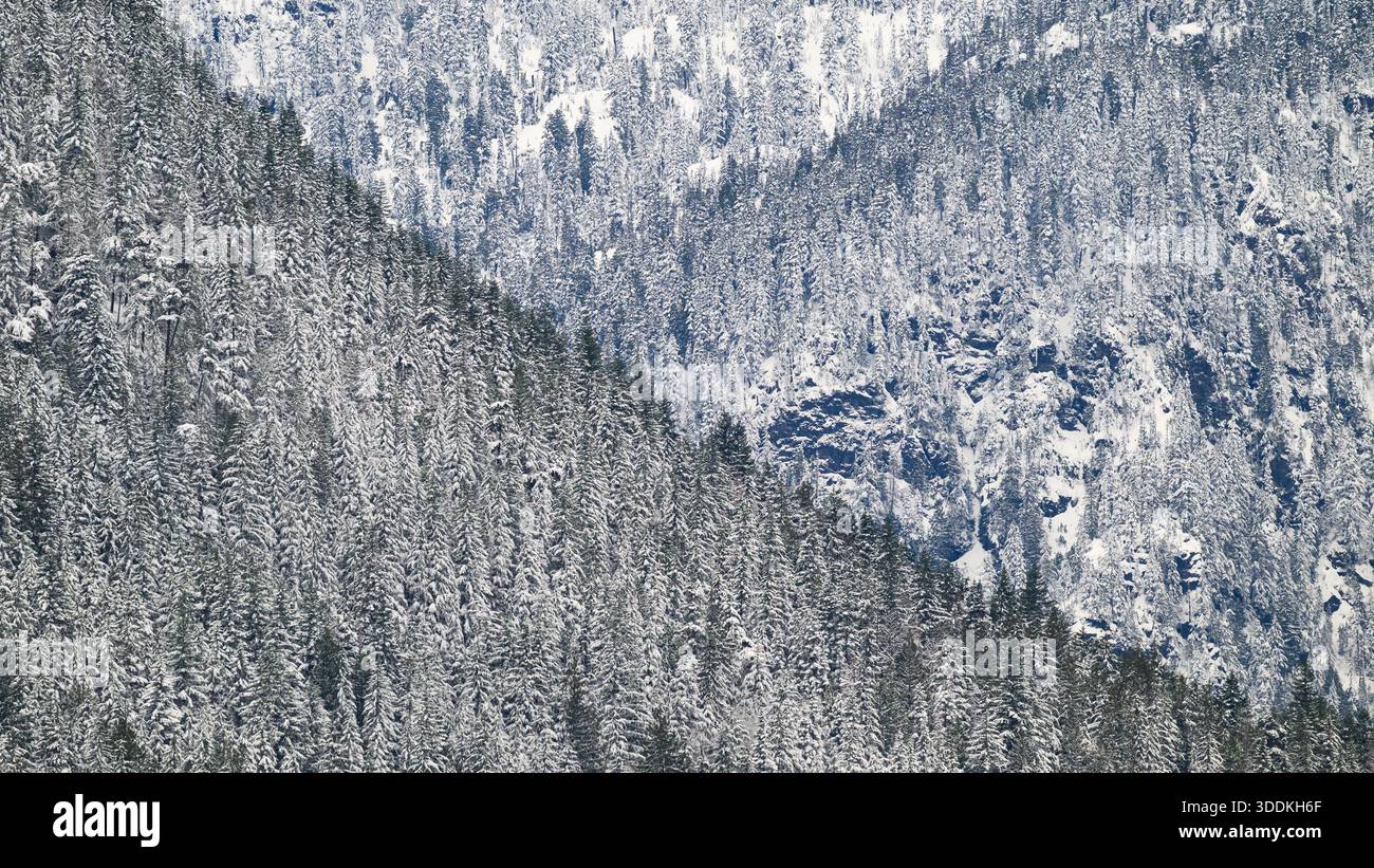 Natural backgound landscape texture of snow covered fir trees in Cascade Mountains Stock Photo