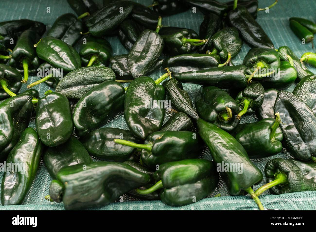 A group of fresh, dark green poblano peppers Stock Photo