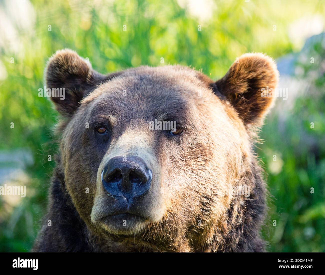 Coola, a resident grizzly bear (Ursus arctos horribilis) of the bear sanctuary at Grouse Mountain, North Vancouver, British Columbia, Canada. Stock Photo