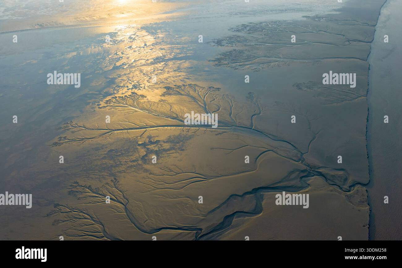 HAINING, CHINA - JANUARY 2, 2026 - The tidal tree landscape formed by ...