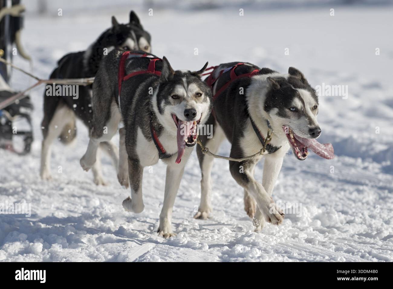 Dog sled racing Stock Photo - Alamy