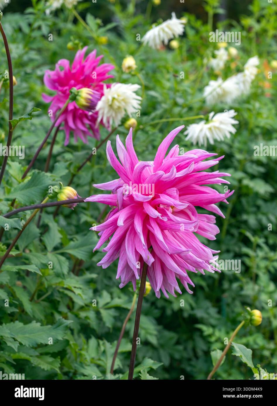 A stunning close up of a bright pink cactus dahlia with long curved ...