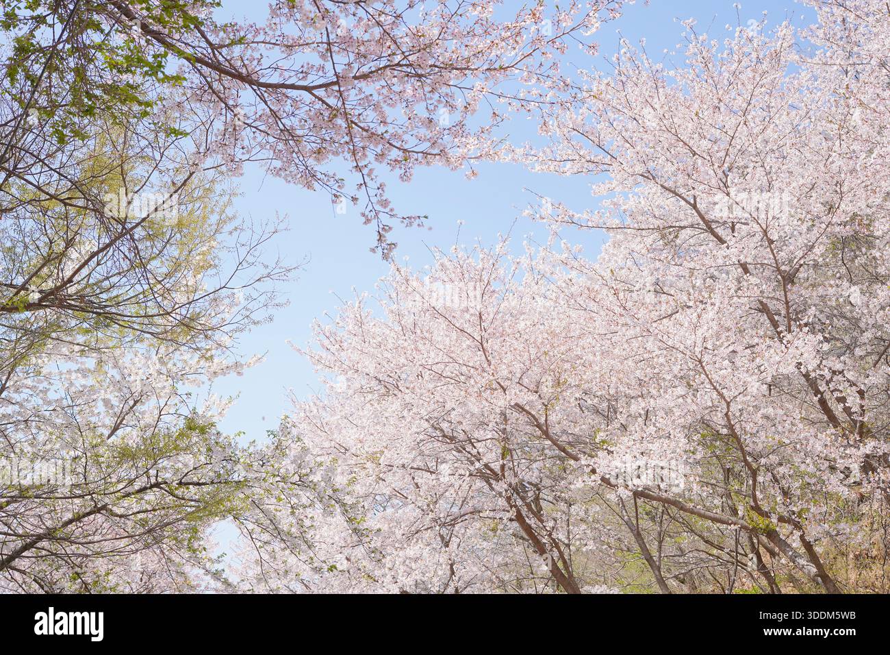 Low Angle View of Cherry Blossoms Against Blue Sky Stock Photo
