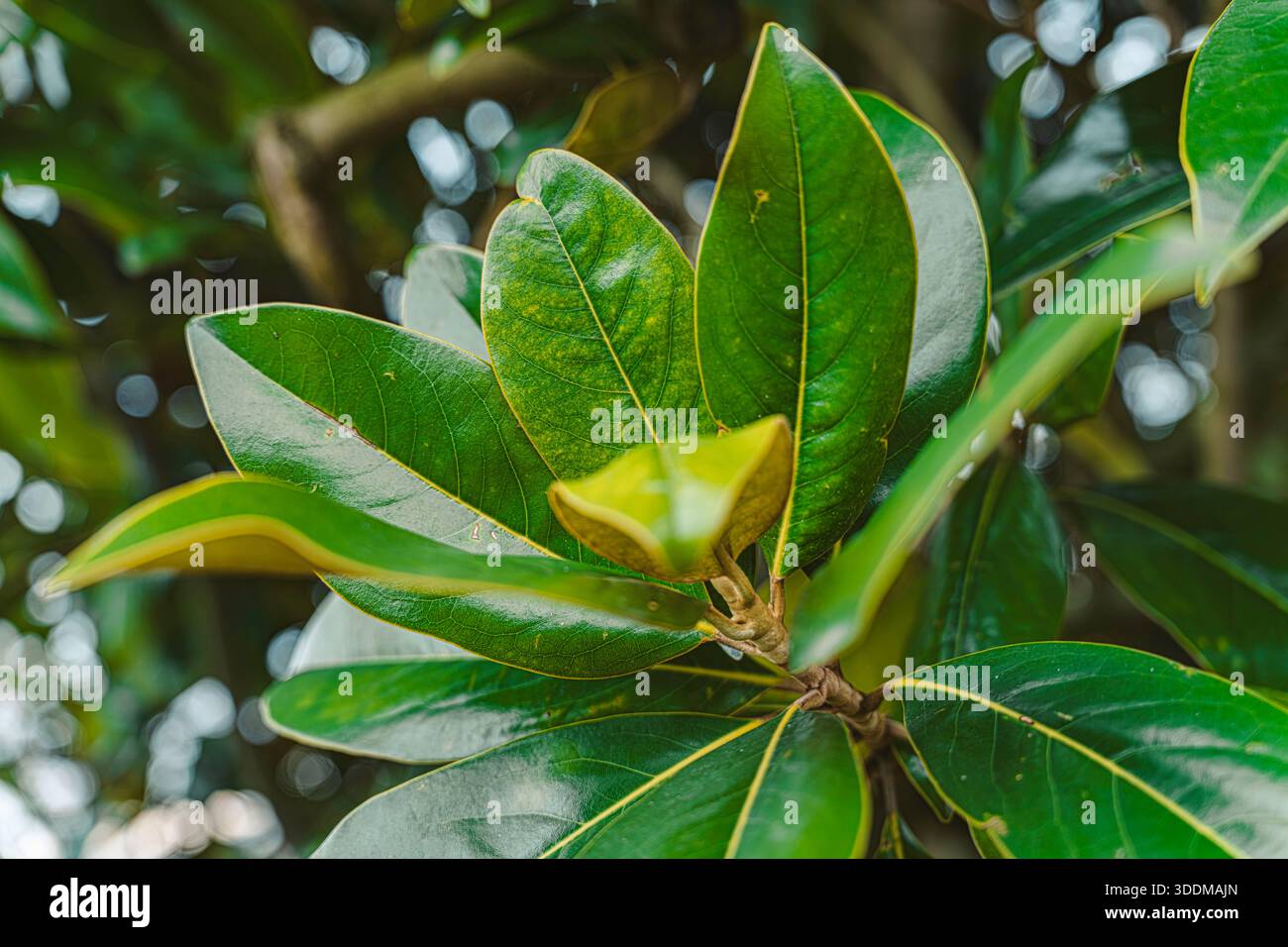 Magnolia tree branch featuring hi-res stock photography and images - Alamy