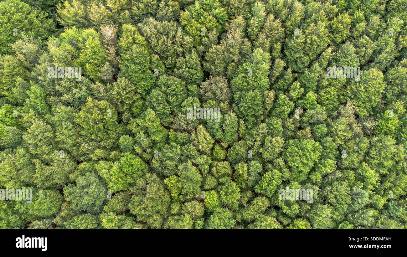 Drone forest trees hi-res stock photography and images - Alamy