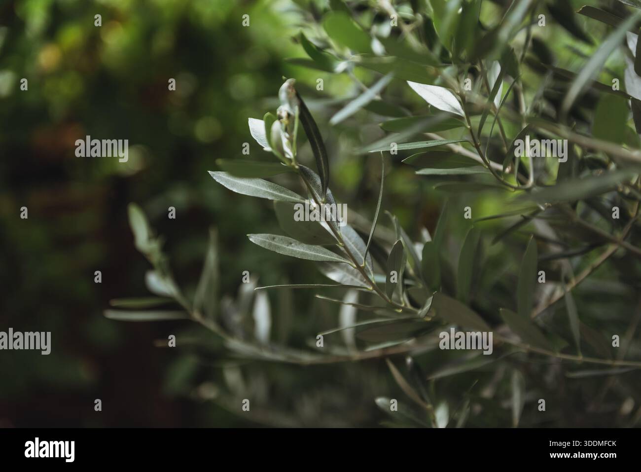 Fresh olive tree leaves wit blurry green background Stock Photo
