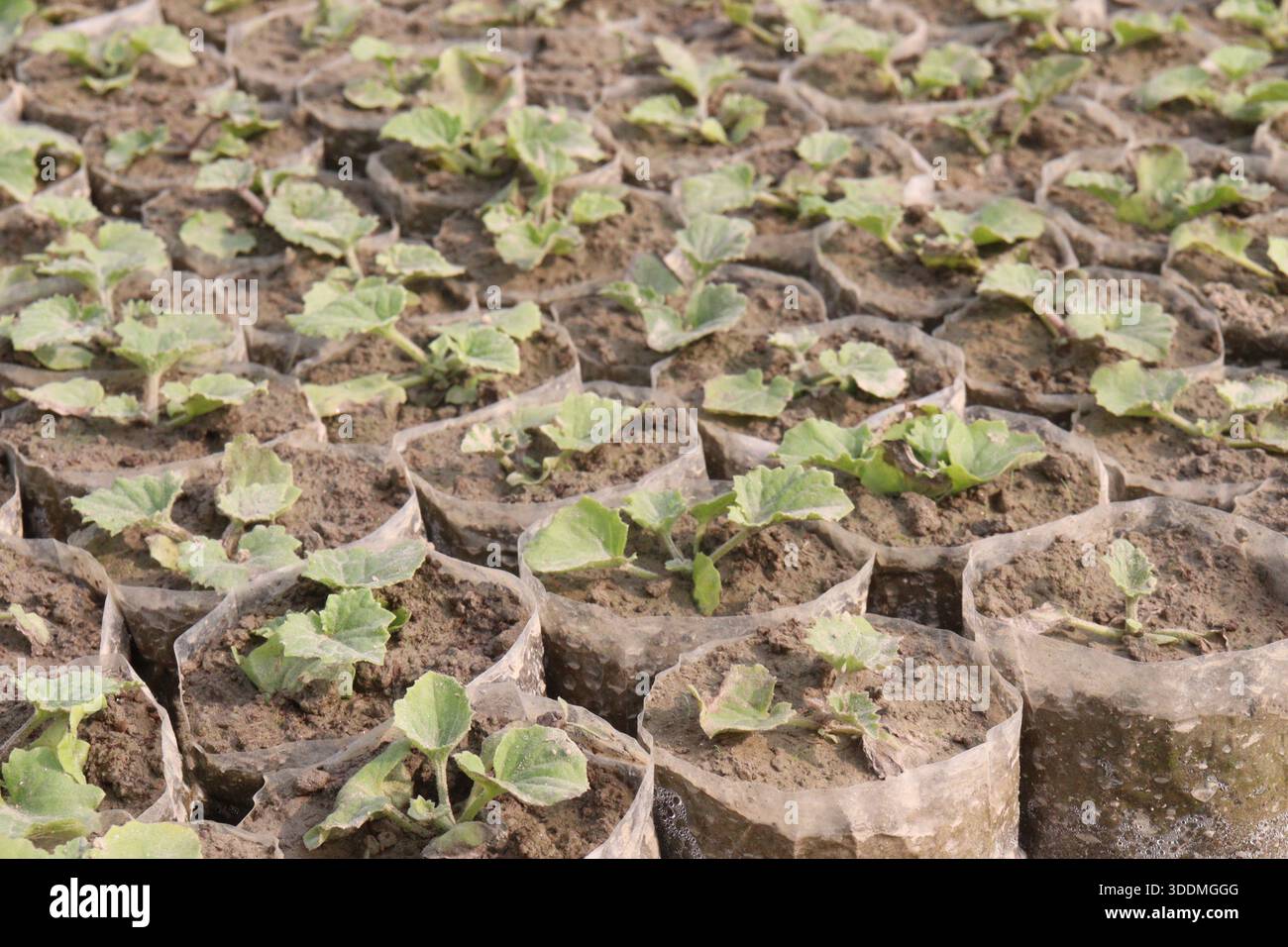 cucumber plant seedling on field Stock Photo