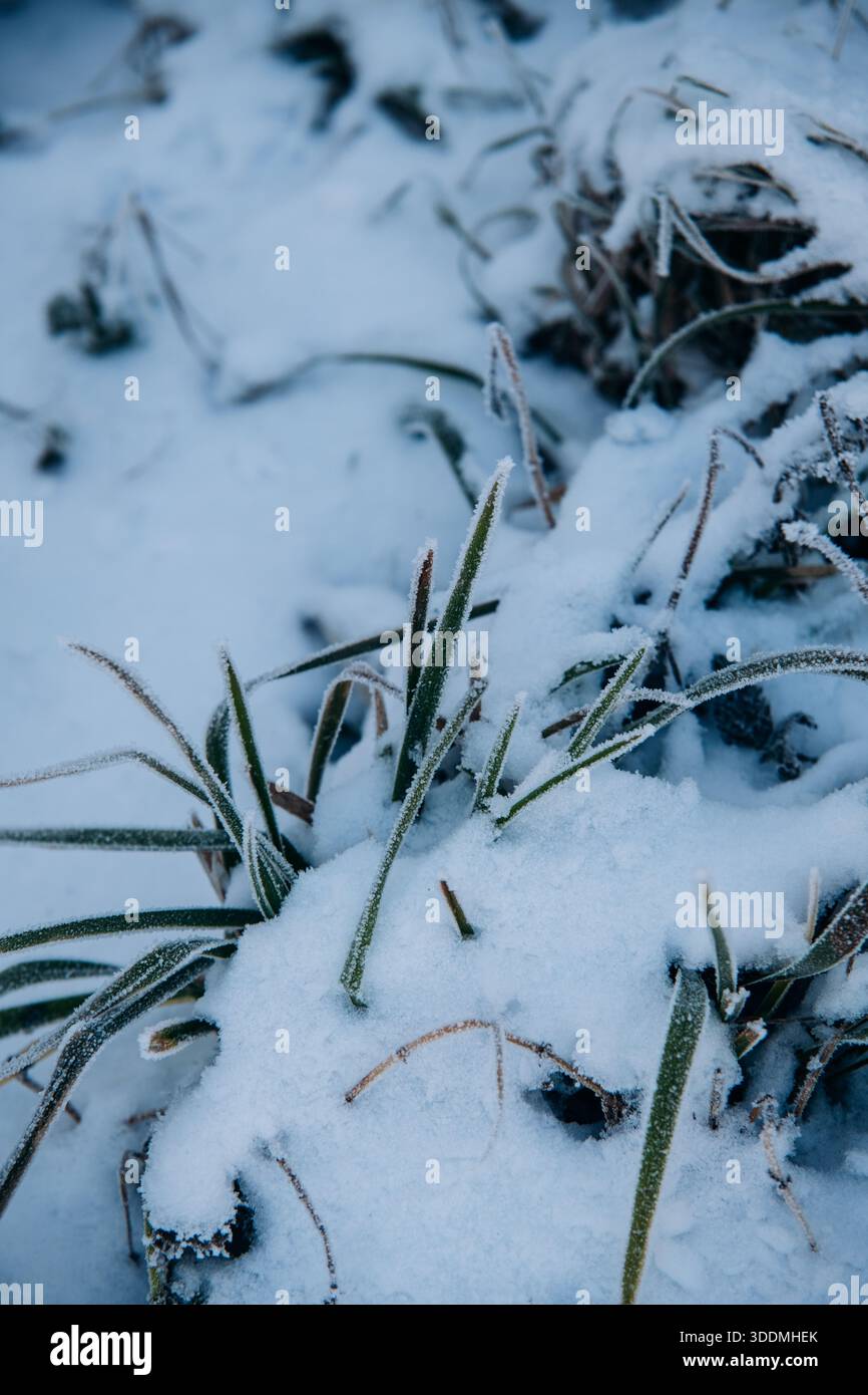 Snow Covered Grass in Early Winter Stock Photo