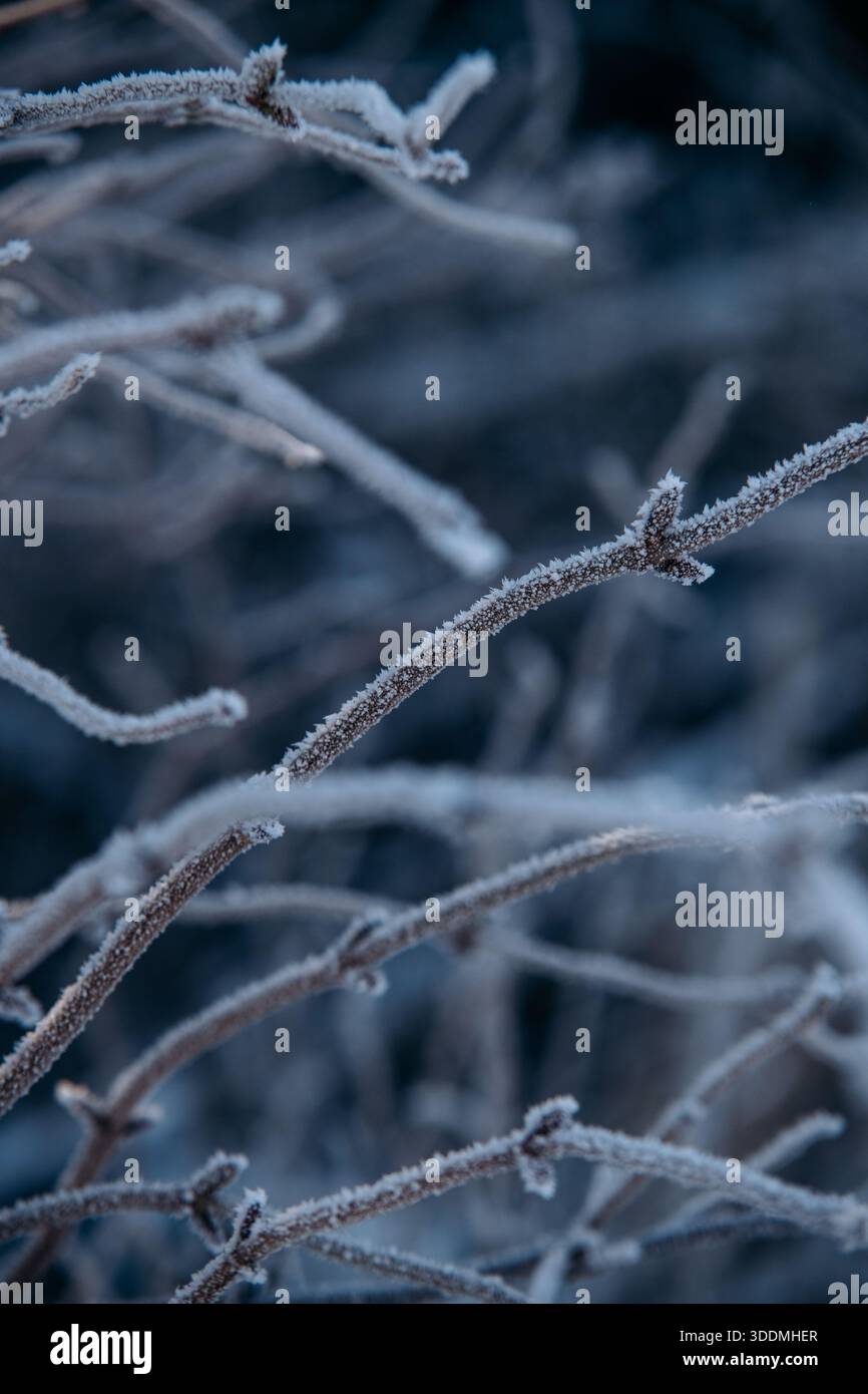 Frozen Tree Branches in Cold Morning Stock Photo