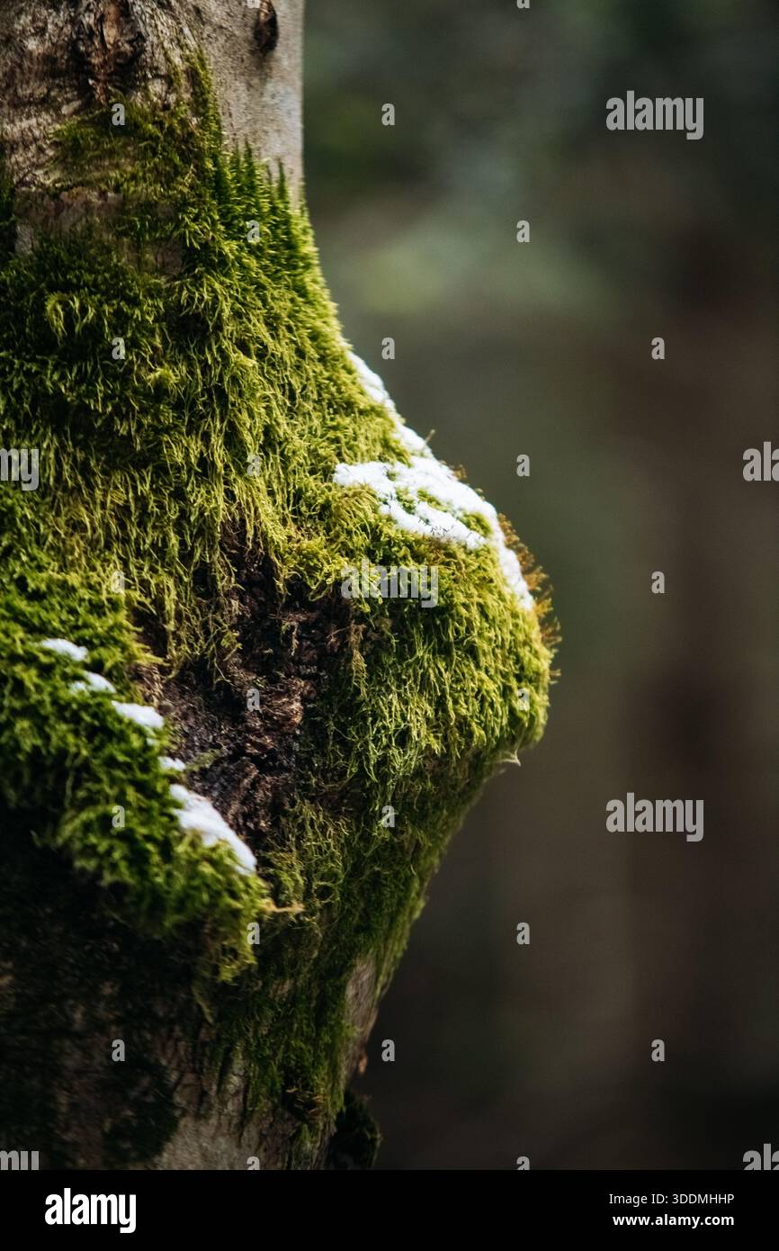 Winter Moss On Tree Bark Stock Photo